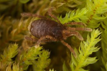 Media type: image;   Invertebrate Zoology 29554